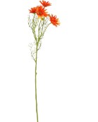 Margriet oranje L60cm